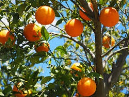 Kỹ thuật trồng cam, quýt